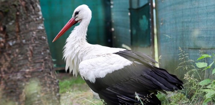 Ogrom jerzyków, zatrute bocinay i zbyt chude jeże – odwiedzamy Ośrodek Rehabilitacji Dzikich Zwierząt OSTOJA