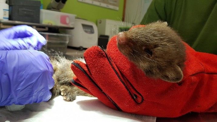 Odwiedź dzikie zwierzęta leczone w Ostoi – piknik w niedzielę