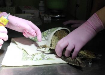 Do Ostoi trafiają pierwsze zajączki, a lepiej żeby kicały po polu