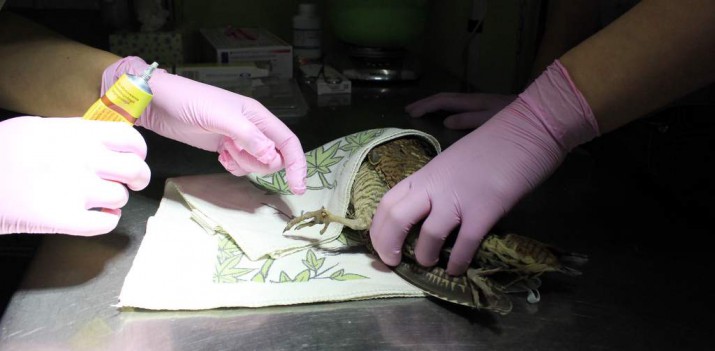 Do Ostoi trafiają pierwsze zajączki, a lepiej żeby kicały po polu