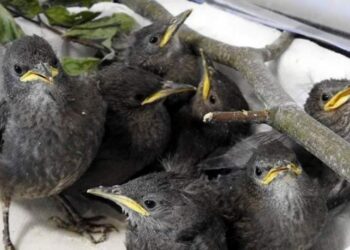 Co słychać w Ostoi? W Pomorskim Ośrodku Rehabilitacji Dzikich Zwierząt jest obecnie 120 pacjentów