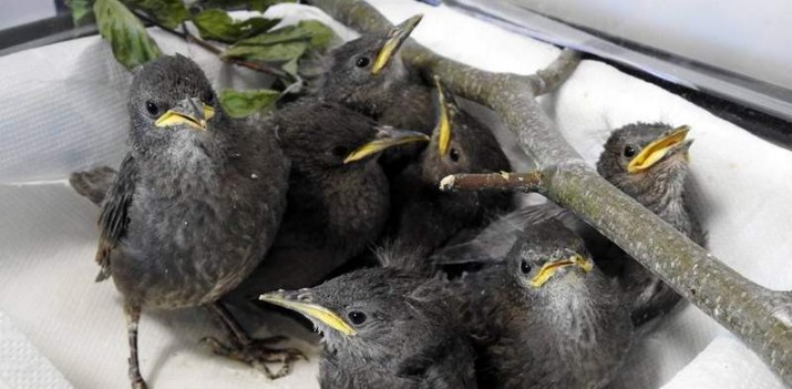 Co słychać w Ostoi? W Pomorskim Ośrodku Rehabilitacji Dzikich Zwierząt jest obecnie 120 pacjentów