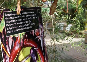 Co zabija i pożera na bagnach? – zobaczysz na wystawie roślin owadożernych w Sopocie