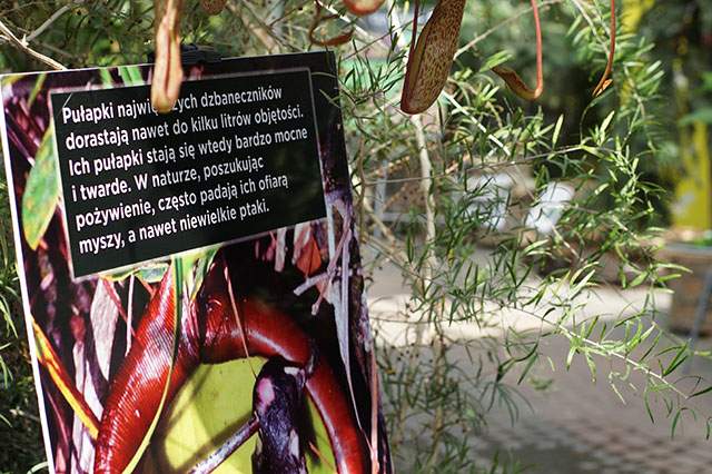 Co zabija i pożera na bagnach? – zobaczysz na wystawie roślin owadożernych w Sopocie