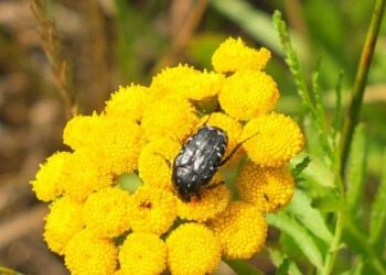 Bogactwo natury dostrzega na wycieczkach i pod mikroskopem – entomologiczna pasja Dariusza Tarnawskiego