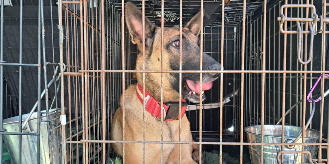 Wakacje z psem. Jak zadbać, by podróż była bezpieczna dla pupila?