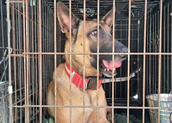 Wakacje z psem. Jak zadbać, by podróż była bezpieczna dla pupila?