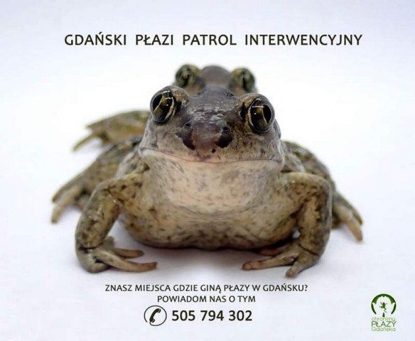 Do zmartwień są powody… żabom brakuje wody