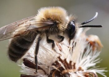 10 metrów ścieżki leśniej może być osobnym Kosmosem. Opowieść Kamili Chomicz o pszczołach
