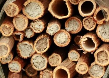 Polecamy przyrodnicze „Spotkania czwartkowe”. Najbliższe będzie o pszczołach i ogrodach