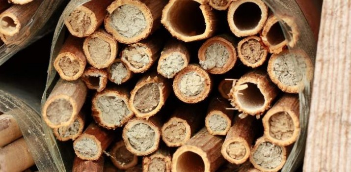 Polecamy przyrodnicze „Spotkania czwartkowe”. Najbliższe będzie o pszczołach i ogrodach