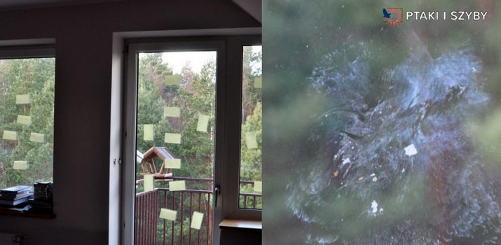 ptaki i szyby 3