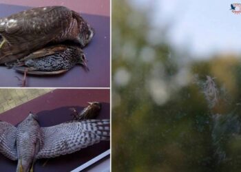 Najwięcej ptaków ginie w zderzeniu z szybami – jest na to rada. Antyzderzeniowe taśmy odbierzesz w Gdańsku