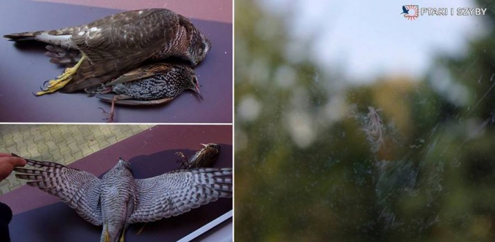 Najwięcej ptaków ginie w zderzeniu z szybami – jest na to rada. Antyzderzeniowe taśmy odbierzesz w Gdańsku