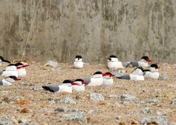 Przenosiny ptaków w porcie zakończone sukcesem. Ptasia wyspa zatętniła życiem