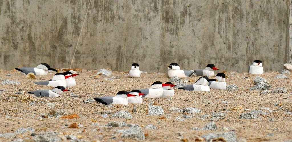 Przenosiny ptaków w porcie zakończone sukcesem. Ptasia wyspa zatętniła życiem