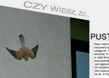 Falco gedanense, pustułka z gdańskiego zaułka