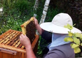 Stracił 2,5 mln pszczół. Przyjaciele z Gdańska przygotowują na jego rzecz kolację miodem płynącą