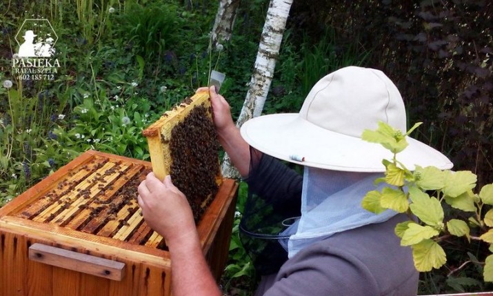 Stracił 2,5 mln pszczół. Przyjaciele z Gdańska przygotowują na jego rzecz kolację miodem płynącą