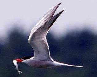 Pierwsze w Polsce regularne rejsy na ptaki