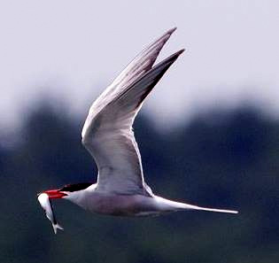 Pierwsze w Polsce regularne rejsy na ptaki