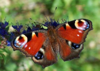 Motyle na ślub – połączenie mody z ekologią