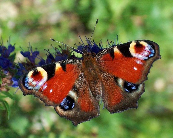 Motyle na ślub – połączenie mody z ekologią