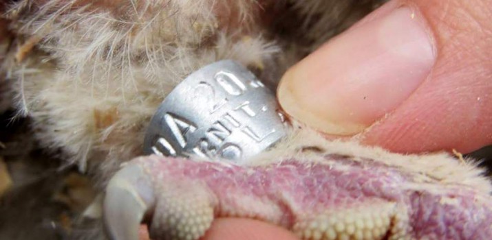 sowy zaobrączkowane