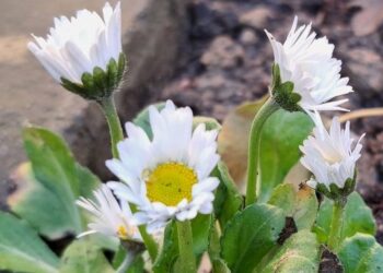 Co drzewa na to, że tej wiosny mamy zimę? W ogrodach kwitną stokrotki