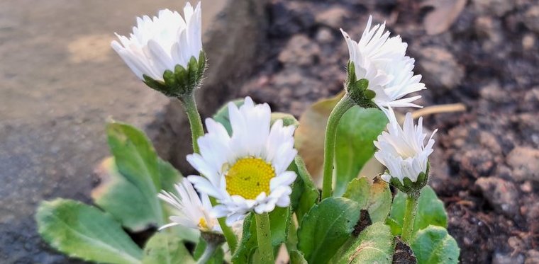 Co drzewa na to, że tej wiosny mamy zimę? W ogrodach kwitną stokrotki