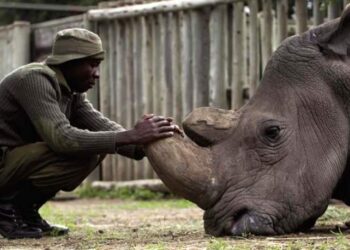 Nie żyje ostatni samiec północnego nosorożca białego. To smutny symbol wielkiego wymierania gatunków