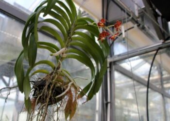 Storczykowy zawrót głowy ponownie w Sopocie. To największa wystawa orchidei w Polsce