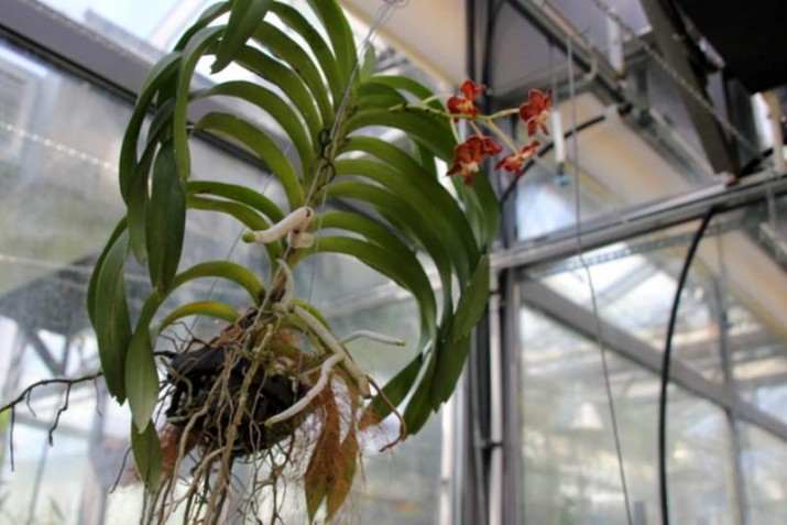 Storczykowy zawrót głowy ponownie w Sopocie. To największa wystawa orchidei w Polsce