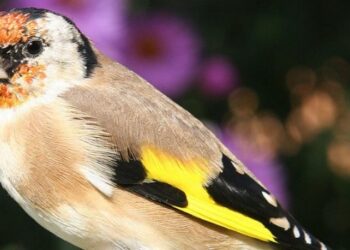 Wybierz się na zimową wycieczkę, policz i poznaj ptaki. Na Ptakoliczenie zaprasza OTOP