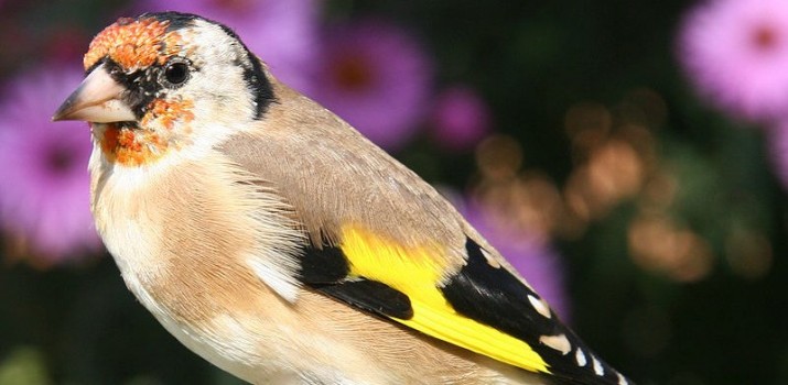 Wybierz się na zimową wycieczkę, policz i poznaj ptaki. Na Ptakoliczenie zaprasza OTOP