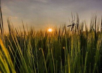 Anita Demianowicz – jak się baba uprze to i Polskę objedzie dookoła