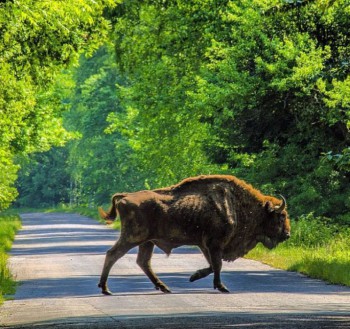 anita demianowicz 2 copy