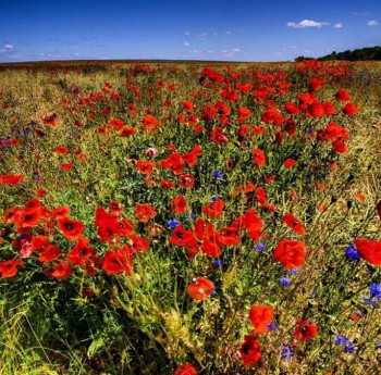 anita demianowicz 7 copy