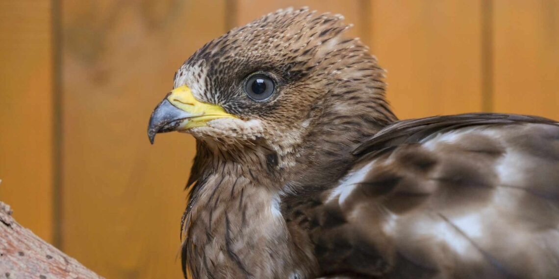 Niespodziewany pacjent w Ostoi. Trzmielojad trafił do Ośrodka Rehabilitacji Zwierząt w Pomieczynie