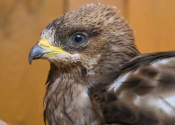 Niespodziewany pacjent w Ostoi. Trzmielojad trafił do Ośrodka Rehabilitacji Zwierząt w Pomieczynie