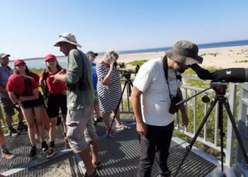 Jedyne takie miejsce w Polsce gdzie prawie zawsze zobaczyć można foki