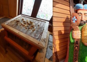 Kojące działanie pszczół i niepokojące zmiany w Żuławskim krajobrazie