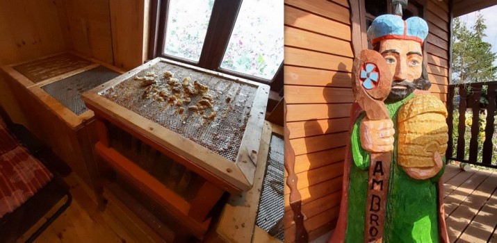 Kojące działanie pszczół i niepokojące zmiany w Żuławskim krajobrazie