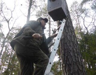 Wieszanie budek – ptasie hobby Straży Leśnej