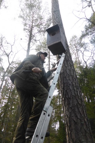 Wieszanie budek – ptasie hobby Straży Leśnej