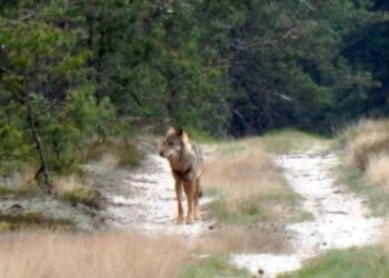 Macieja Szewczyka spotkania z pomorskimi wilkami