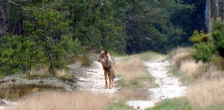 Macieja Szewczyka spotkania z pomorskimi wilkami