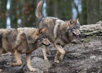 Wilki na Pomorzu mają się oraz lepiej, ale problemów też im nie brakuje