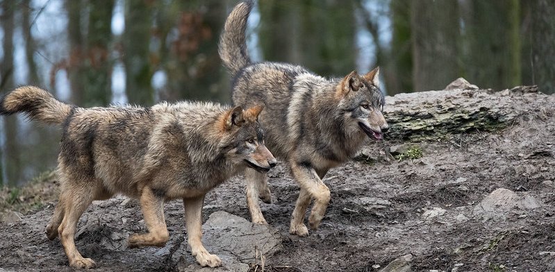 Wilki na Pomorzu mają się oraz lepiej, ale problemów też im nie brakuje