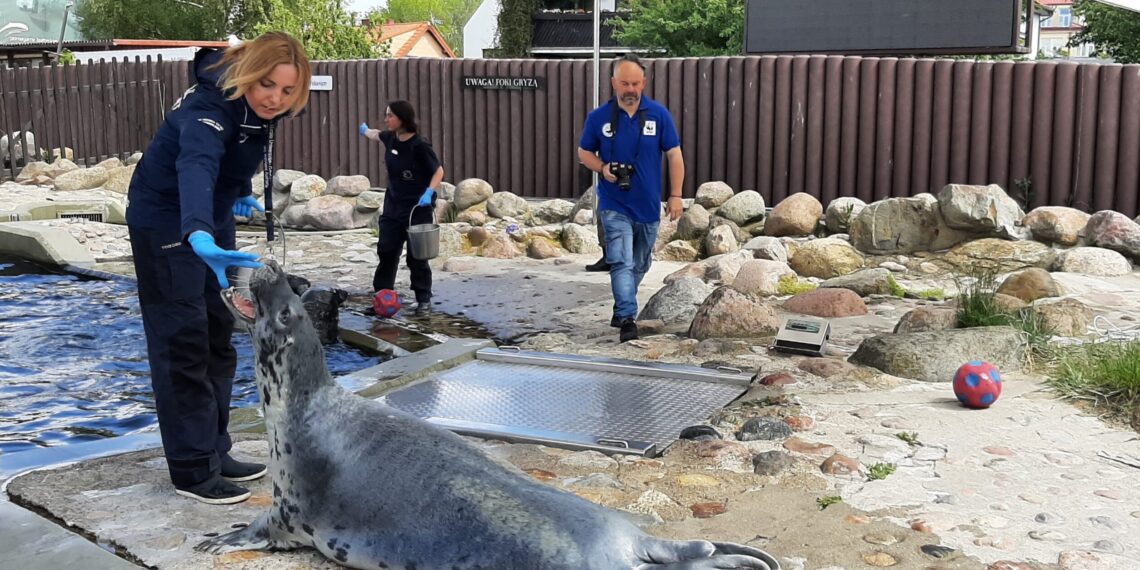 „Lubię całować się z fokami”. Opowieści lidera Błękitnego Patrolu WWF